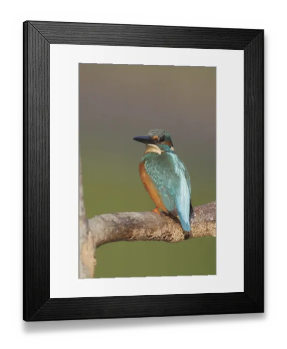 Framed Print : Common Kingfisher (Alcedo atthis bengalensis) adult male, perched on branch, Hong Kong, China, October Framed Print : Common Kingfisher (Alcedo atthis bengalensis) adult male, perched on branch, Hong Kong, China, October