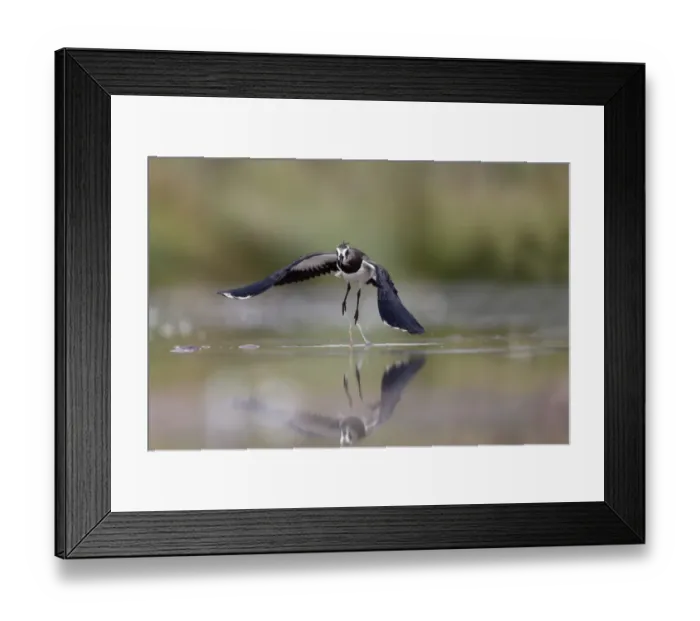 Framed Print : Northern Lapwing (Vanellus vanellus) immature, in flight, taking off from water, Warwickshire, England, August Framed Print : Northern Lapwing (Vanellus vanellus) immature, in flight, taking off from water, Warwickshire, England, August