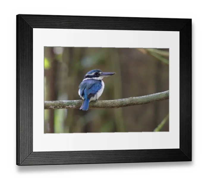 Framed Print : Collared Kingfisher (Todiramphus chloris amoenus) adult female, perched on branch in forest, Rennell Island