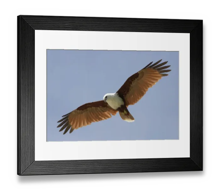 Framed Print : Brahminy Kite (Haliastur indus girrenera) adult, in flight, Kimbe, West New Britain Province, New Britain Framed Print : Brahminy Kite (Haliastur indus girrenera) adult, in flight, Kimbe, West New Britain Province, New Britain