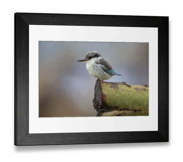 Framed Print : Striped Kingfisher (Halcyon chelicuti) adult, perched on log, Lake Nakuru N. P. Great Rift Valley, Kenya, August