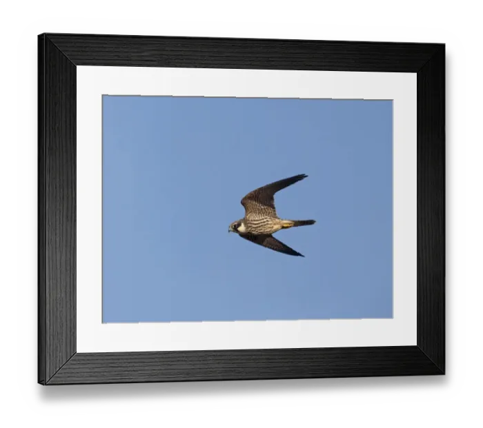 Framed Print : Barn Swallow (Hirundo rustica) adult male, in flight, with full crop to feed young, Norfolk, England, june Framed Print : Barn Swallow (Hirundo rustica) adult male, in flight, with full crop to feed young, Norfolk, England, june