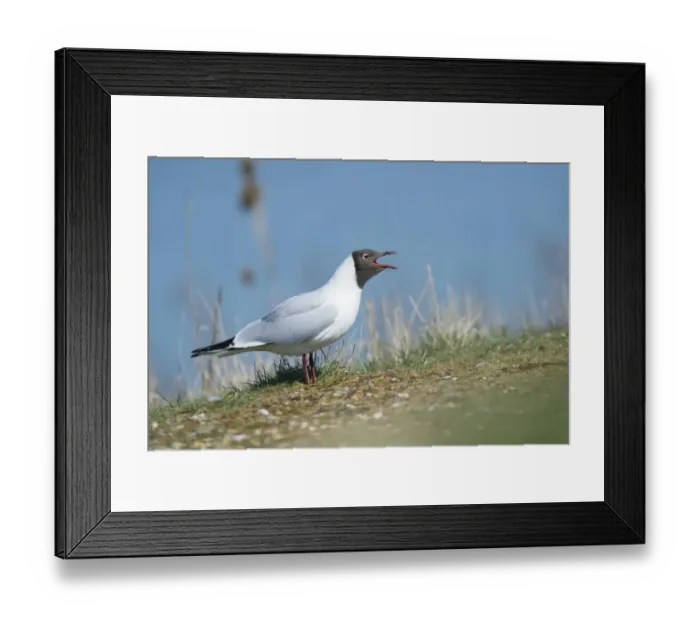 Framed Print : Black-headed Gull (Chroicocephalus ridibundus) adult, summer plumage, calling, standing at nestsite, Norfolk, England Framed Print : Black-headed Gull (Chroicocephalus ridibundus) adult, summer plumage, calling, standing at nestsite, Norfolk, England