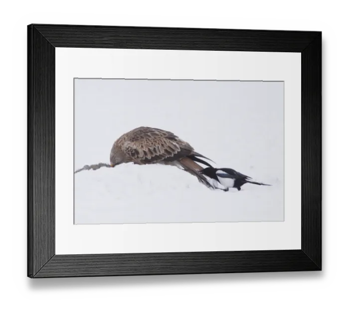 Framed Print : Red Kite (Milvus milvus) immature, feeding on dead rabbit, with Common Magpie (Pica pica) Framed Print : Red Kite (Milvus milvus) immature, feeding on dead rabbit, with Common Magpie (Pica pica)