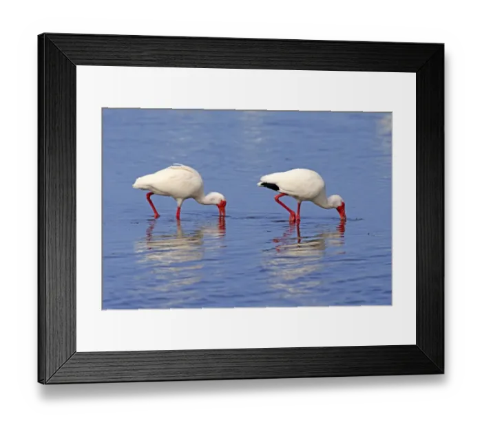 Framed Print : American White Ibis (Eudocimus albus) two adults, foraging in shallow water, Sanibel Island, Florida, U. S. A. March