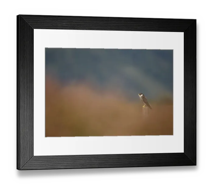 Framed Print : Mountain Hare (Lepus timidus) adult, in mid-moult from winter to summer coat, sitting on haunches with ears pricked up Framed Print : Mountain Hare (Lepus timidus) adult, in mid-moult from winter to summer coat, sitting on haunches with ears pricked up