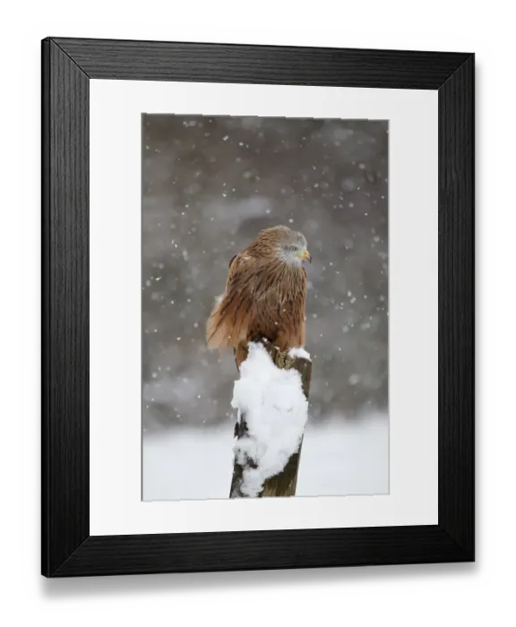 Framed Print : Red Kite (Milvus milvus) adult, perched on snow covered fencepost during snowfall, Suffolk, England, March (captive)