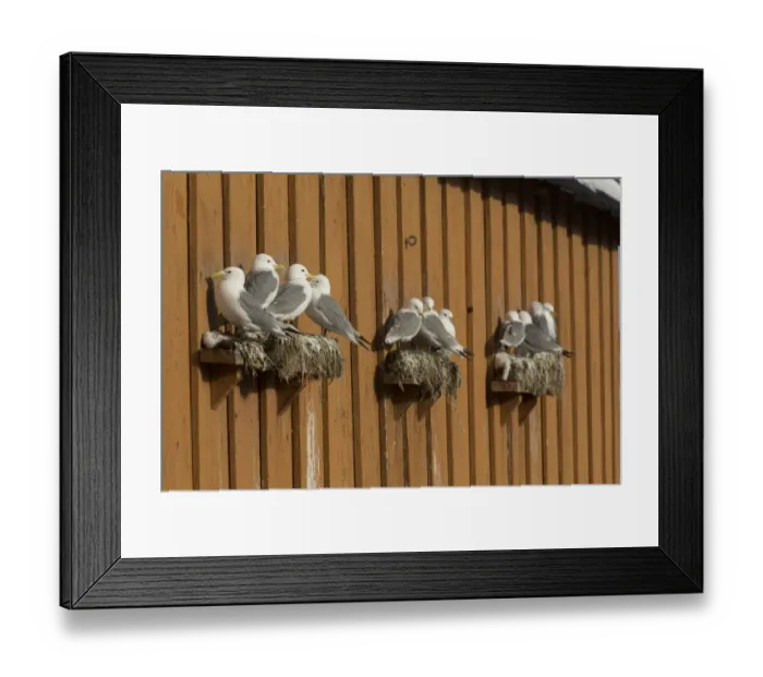 Framed Print : Black-legged Kittiwake (Rissa tridactyla) adults, flock nesting at ledges on building, Norway, March Framed Print : Black-legged Kittiwake (Rissa tridactyla) adults, flock nesting at ledges on building, Norway, March