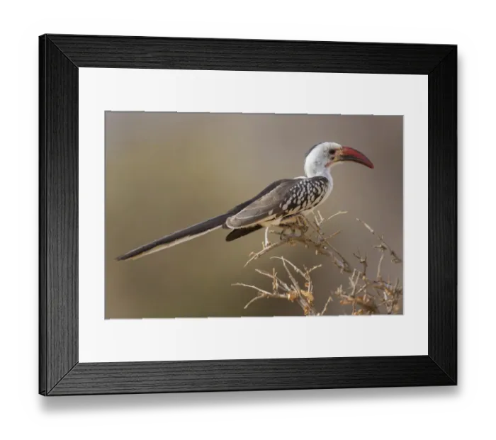 Framed Print : Northern Red-billed Hornbill (Tockus erythrorhynchus) adult, perched on branch, Samburu National Reserve, Kenya, August Framed Print : Northern Red-billed Hornbill (Tockus erythrorhynchus) adult, perched on branch, Samburu National Reserve, Kenya, August
