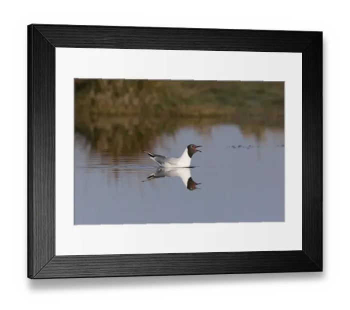 Framed Print : Black-headed Gull (Chroicocephalus ridibundus) adult, breeding plumage, calling and swimming, Suffolk, England, May