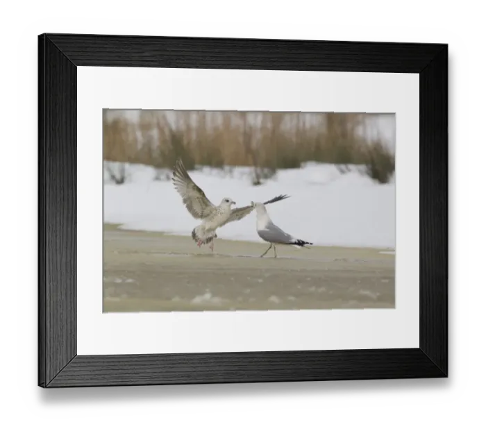 Framed Print : Common Gull (Larus canus) immature, first winter plumage, in flight, taking off from advancing adult Framed Print : Common Gull (Larus canus) immature, first winter plumage, in flight, taking off from advancing adult