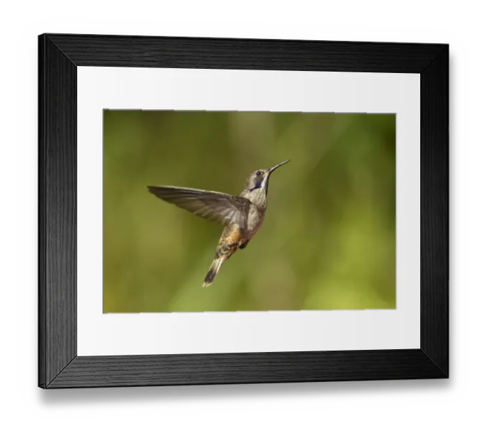 Framed Print : Brown Violet-ear (Colibri delphinae) adult, in flight, hovering in montane rainforest, Andes, Ecuador, November Framed Print : Brown Violet-ear (Colibri delphinae) adult, in flight, hovering in montane rainforest, Andes, Ecuador, November