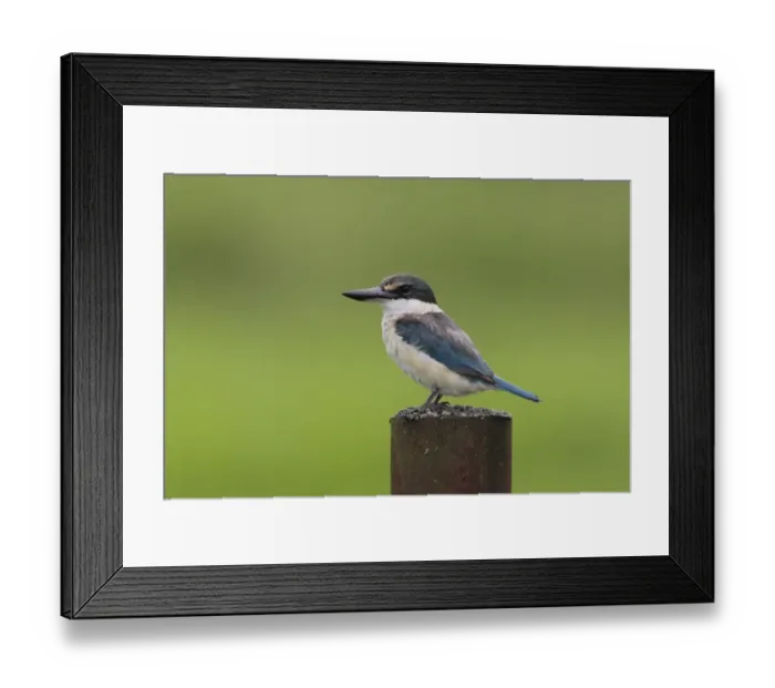 Framed Print : Collared Kingfisher (Todiramphus chloris tristrami) adult, standing on metal post in farmland, near Kimbe