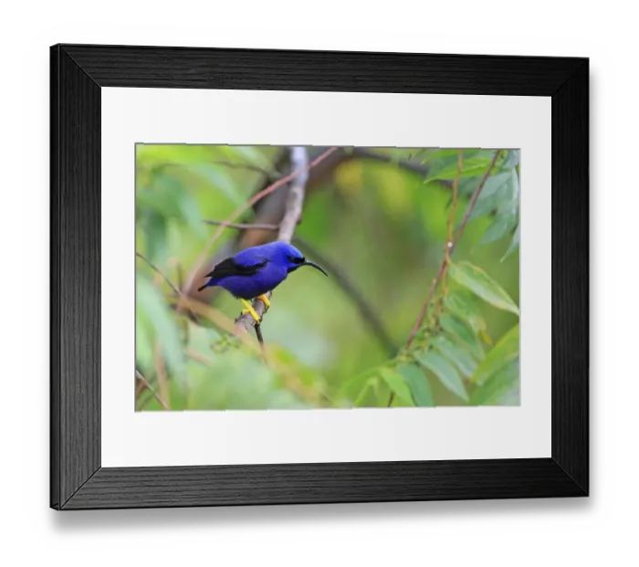 Framed Print : Purple Honeycreeper (Cyanerpes caeruleus) adult male, perched on twig, Trinidad, Trinidad and Tobago, April Framed Print : Purple Honeycreeper (Cyanerpes caeruleus) adult male, perched on twig, Trinidad, Trinidad and Tobago, April