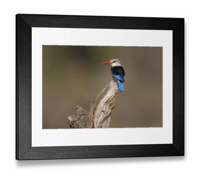 Framed Print : Grey-headed Kingfisher (Halcyon leucocephala) adult, perched on branch, Samburu National Reserve, Kenya, August Framed Print : Grey-headed Kingfisher (Halcyon leucocephala) adult, perched on branch, Samburu National Reserve, Kenya, August