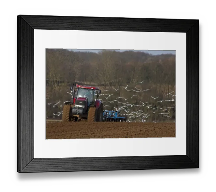 Framed Print : Black-headed Gull (Chroicocephalus ridibundus) and Common Gull (Larus canus) mixed flock, non-breeding plumage Framed Print : Black-headed Gull (Chroicocephalus ridibundus) and Common Gull (Larus canus) mixed flock, non-breeding plumage