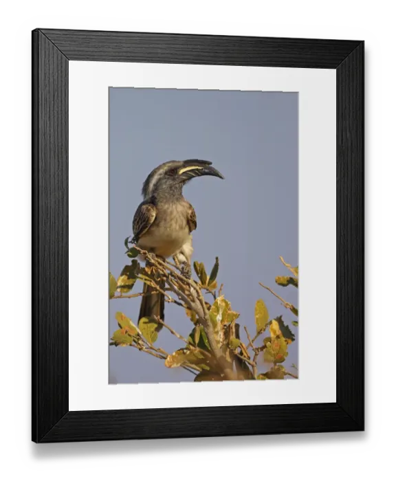 Framed Print : African Grey Hornbill (Tockus nasutus) adult, perched on twigs, Hwange N. P. Zimbabwe, July Framed Print : African Grey Hornbill (Tockus nasutus) adult, perched on twigs, Hwange N. P. Zimbabwe, July