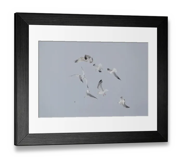 Framed Print : Black-headed Gull (Larus ridibundus) adult, winter plumage, in flight, dropping food after being chased by other Framed Print : Black-headed Gull (Larus ridibundus) adult, winter plumage, in flight, dropping food after being chased by other