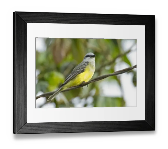 Framed Print : Tropical Kingbird (Tyrannus melancholicus) adult, perched on wire in rainforest, Ecuador, November Framed Print : Tropical Kingbird (Tyrannus melancholicus) adult, perched on wire in rainforest, Ecuador, November