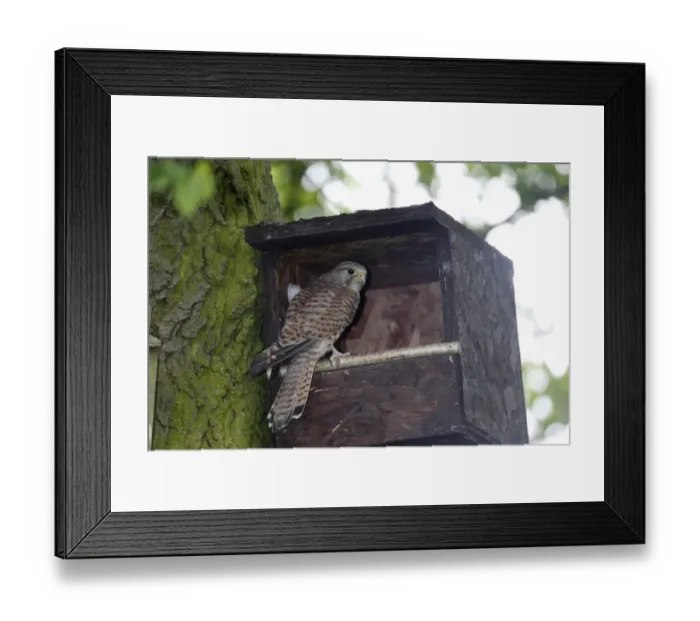 Framed Print : Common Kestrel (Falco tinnunculus) adult female, perched at nestbox entrance in tree, Warwickshire, England, June Framed Print : Common Kestrel (Falco tinnunculus) adult female, perched at nestbox entrance in tree, Warwickshire, England, June