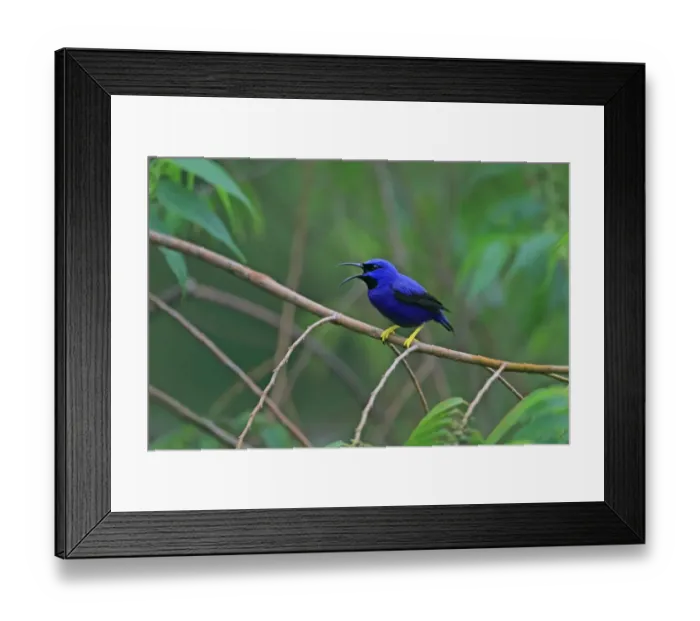 Framed Print : Purple Honeycreeper (Cyanerpes caeruleus) adult male, calling, perched on twig, Trinidad, Trinidad and Tobago, April Framed Print : Purple Honeycreeper (Cyanerpes caeruleus) adult male, calling, perched on twig, Trinidad, Trinidad and Tobago, April