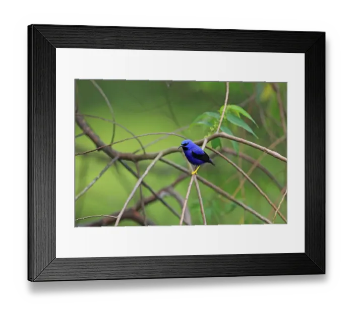 Framed Print : Purple Honeycreeper (Cyanerpes caeruleus) adult male, perched on twig, Trinidad, Trinidad and Tobago, April