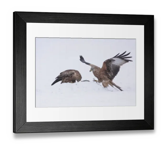 Framed Print : Red Kite (Milvus milvus) two immatures, landing and feeding on dead rabbit, in heavy snow on farmland, West Yorkshire Framed Print : Red Kite (Milvus milvus) two immatures, landing and feeding on dead rabbit, in heavy snow on farmland, West Yorkshire