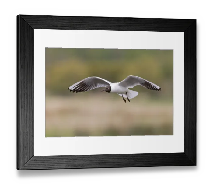 Framed Print : Black-headed Gull (Chroicocephalus ridibundus) adult, breeding plumage, in flight, Suffolk, England, April