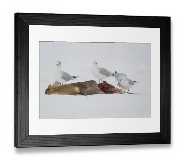 Framed Print : Black-headed Gull (Larus ridibundus) four adults, winter plumage, feeding on dead Chinese Muntjac (Muntiacus reevesi)