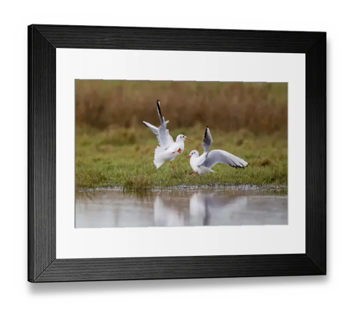 Framed Print : Black-headed Gull (Larus ridibundus) two adults, winter plumage, fighting at edge of pond, Suffolk, England, December Framed Print : Black-headed Gull (Larus ridibundus) two adults, winter plumage, fighting at edge of pond, Suffolk, England, December
