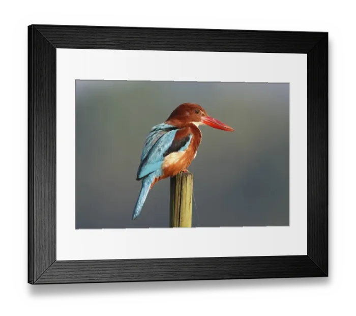 Framed Print : White-throated Kingfisher (Halcyon smyrnensis) adult, perched on post, Goa, India, March Framed Print : White-throated Kingfisher (Halcyon smyrnensis) adult, perched on post, Goa, India, March