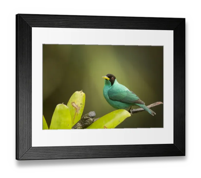 Framed Print : Green Honeycreeper (Chlorophanes spiza) adult male, perched on branch, Costa Rica, March