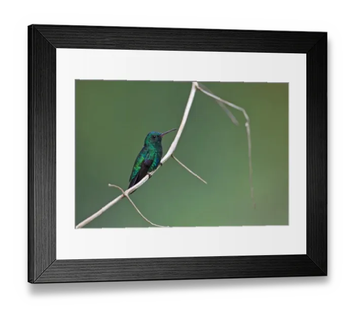 Framed Print : Blue-chinned Sapphire (Chlorestes notatus) adult male, perched on stem, Trinidad, Trinidad and Tobago, April Framed Print : Blue-chinned Sapphire (Chlorestes notatus) adult male, perched on stem, Trinidad, Trinidad and Tobago, April