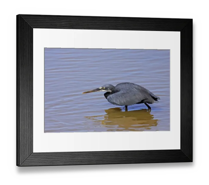 Framed Print : Western Reef Heron (Egretta gularis) dark morph, adult, hunting in water, Gambia, December Framed Print : Western Reef Heron (Egretta gularis) dark morph, adult, hunting in water, Gambia, December