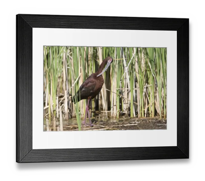 Framed Print : White-faced Ibis (Plegadis chihi) adult, breeding plumage, preening, North Dakota, U. S. A. June Framed Print : White-faced Ibis (Plegadis chihi) adult, breeding plumage, preening, North Dakota, U. S. A. June