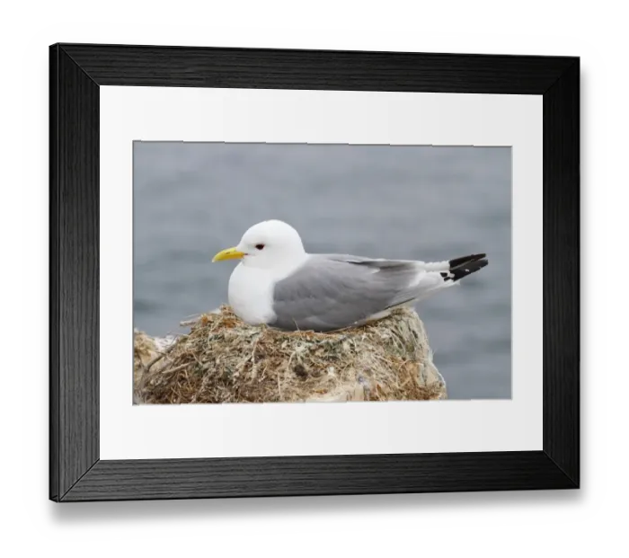 Framed Print : Black-legged Kittiwake (Rissa tridactyla) adult, sitting on nest, Farne Islands, Northumberland, England, June Framed Print : Black-legged Kittiwake (Rissa tridactyla) adult, sitting on nest, Farne Islands, Northumberland, England, June