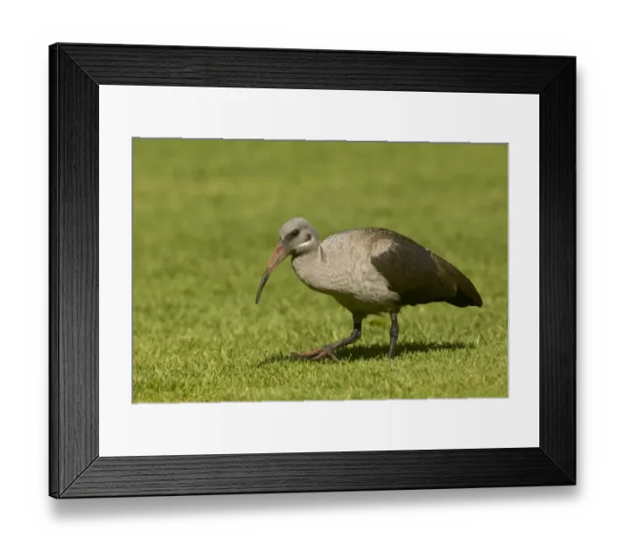 Framed Print : Hadada Ibis (Bostrychia hagedash) adult, walking on grass, Cape Town, Western Cape Province, South Africa, August Framed Print : Hadada Ibis (Bostrychia hagedash) adult, walking on grass, Cape Town, Western Cape Province, South Africa, August