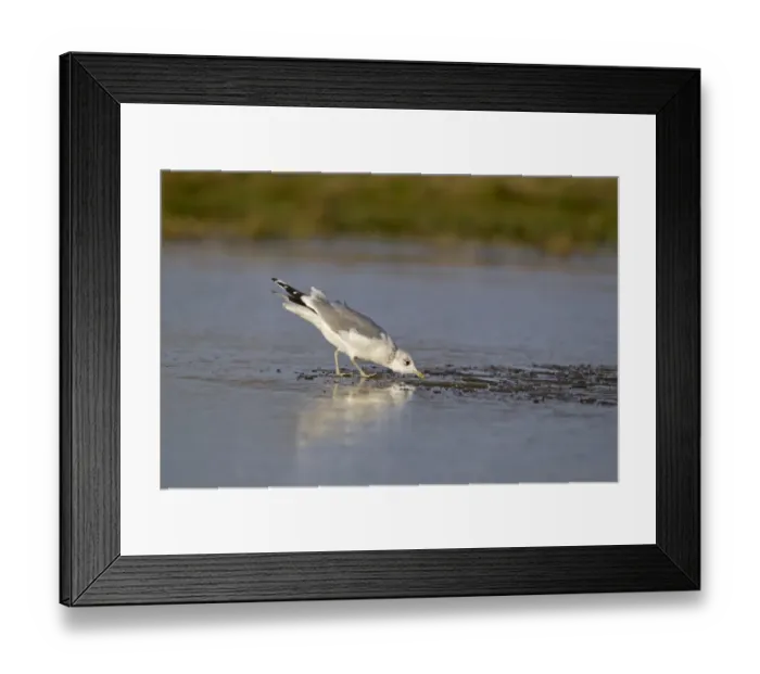 Framed Print : Common Gull (Larus canus) adult, winter plumage, drinking, standing on ice of partially frozen pond, Suffolk, England