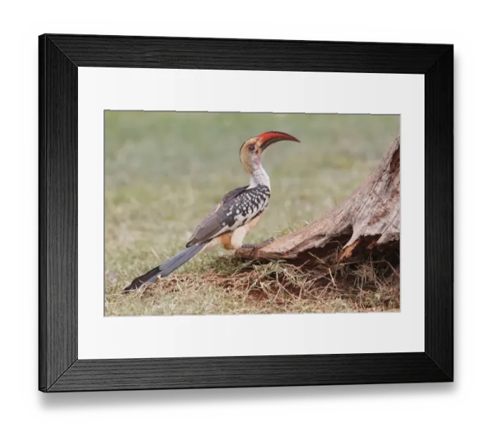 Framed Print : Northern Red-billed Hornbill (Tockus erythrorhynchus erythrorhynchus) adult, standing on ground at base of tree, Kenya Framed Print : Northern Red-billed Hornbill (Tockus erythrorhynchus erythrorhynchus) adult, standing on ground at base of tree, Kenya
