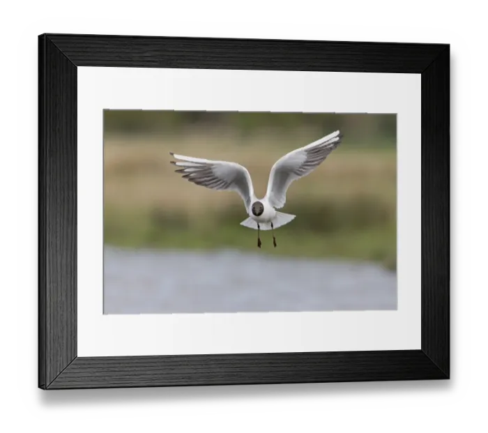 Framed Print : Black-headed Gull (Chroicocephalus ridibundus) adult, breeding plumage, in flight over water, Suffolk, England, April
