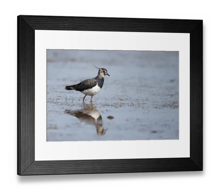 Framed Print : Northern Lapwing (Vanellus vanellus) adult female, walking in shallow water, Warwickshire, England, July