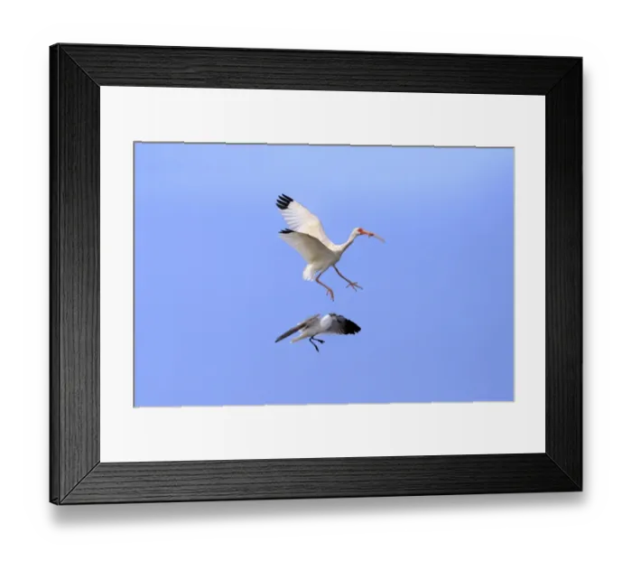 Framed Print : American White Ibis (Eudocimus albus) adult, in flight, with food in beak Framed Print : American White Ibis (Eudocimus albus) adult, in flight, with food in beak