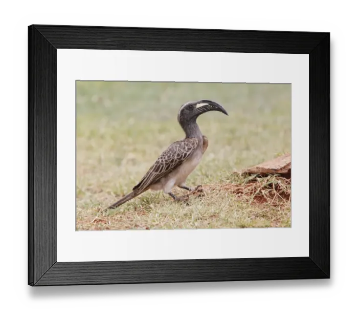 Framed Print : African Grey Hornbill (Tockus nasutus) adult, standing on ground at base of tree, Kenya, October Framed Print : African Grey Hornbill (Tockus nasutus) adult, standing on ground at base of tree, Kenya, October