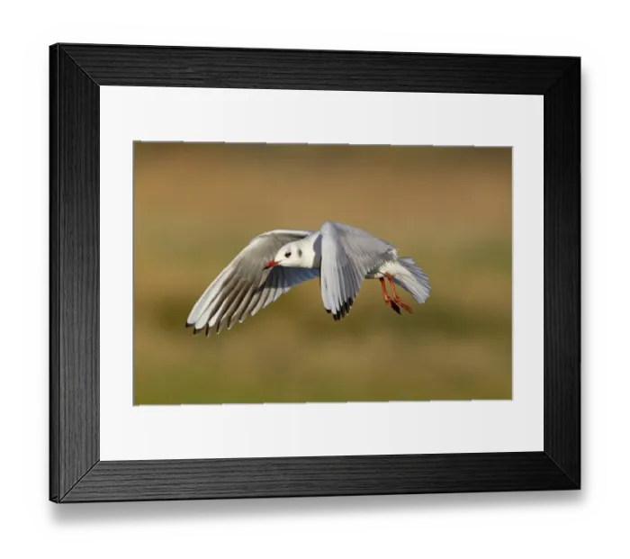 Framed Print : Black-headed Gull (Larus ridibundus) adult, winter plumage, in flight, Suffolk, England, December Framed Print : Black-headed Gull (Larus ridibundus) adult, winter plumage, in flight, Suffolk, England, December