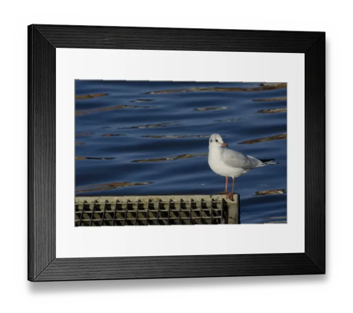 Framed Print : Black-headed Gull (Chroicocephalus ridibundus) adult, non-breeding plumage, standing on metal grill at edge of water Framed Print : Black-headed Gull (Chroicocephalus ridibundus) adult, non-breeding plumage, standing on metal grill at edge of water