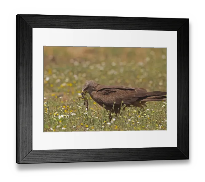 Framed Print : Black Kite (Milvus migrans) adult, feeding on Ocellated Lizard (Timon lepidus) prey Framed Print : Black Kite (Milvus migrans) adult, feeding on Ocellated Lizard (Timon lepidus) prey