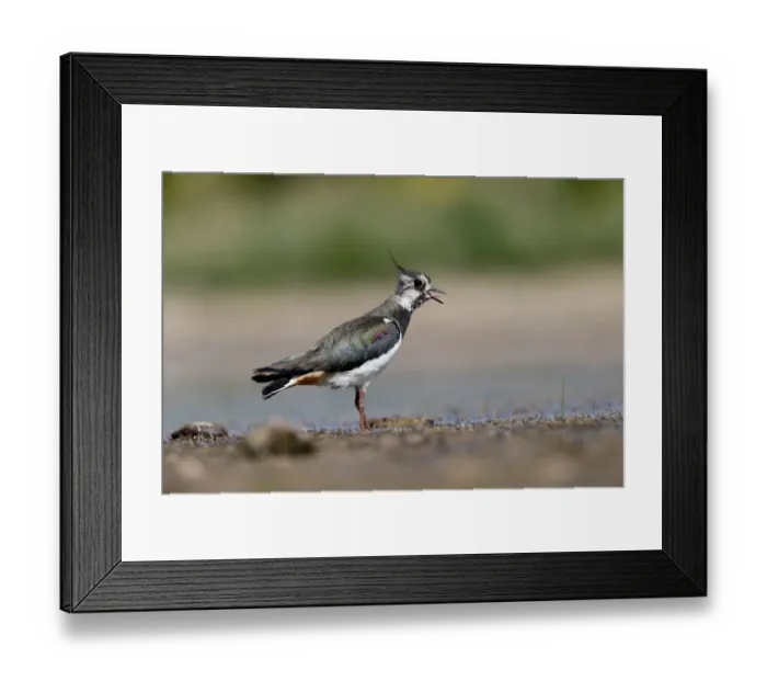 Framed Print : Northern Lapwing (Vanellus vanellus) adult female, calling, standing in shallow water, Warwickshire, England, July Framed Print : Northern Lapwing (Vanellus vanellus) adult female, calling, standing in shallow water, Warwickshire, England, July