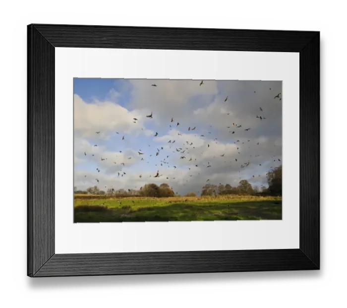 Framed Print : Red Kite (Milvus milvus) flock, in flight, wheeling over feeding station, Gigrin Farm, Rhayader, Powys, Wales, November Framed Print : Red Kite (Milvus milvus) flock, in flight, wheeling over feeding station, Gigrin Farm, Rhayader, Powys, Wales, November