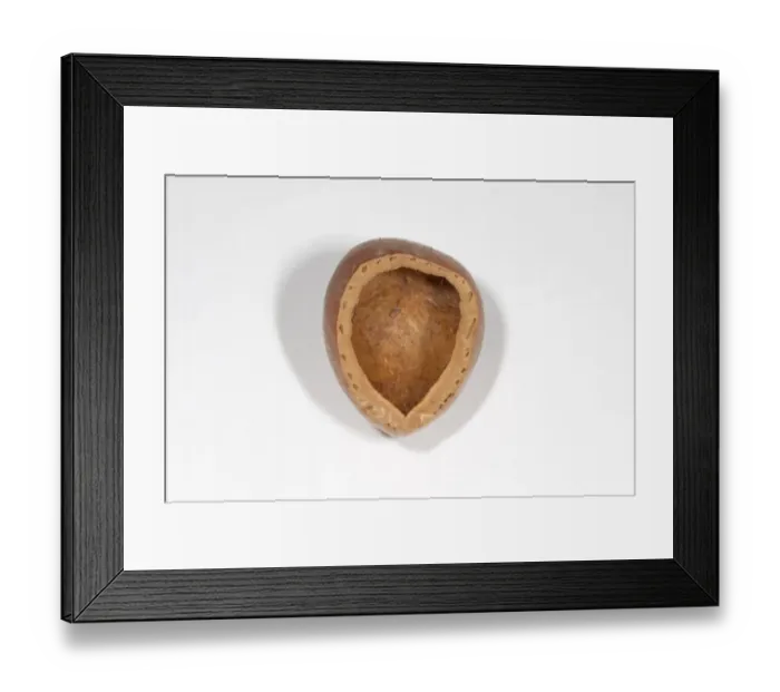 Framed Print : Eastern Grey Squirrel (Sciurus carolinensis) eaten hazelnut Framed Print : Eastern Grey Squirrel (Sciurus carolinensis) eaten hazelnut