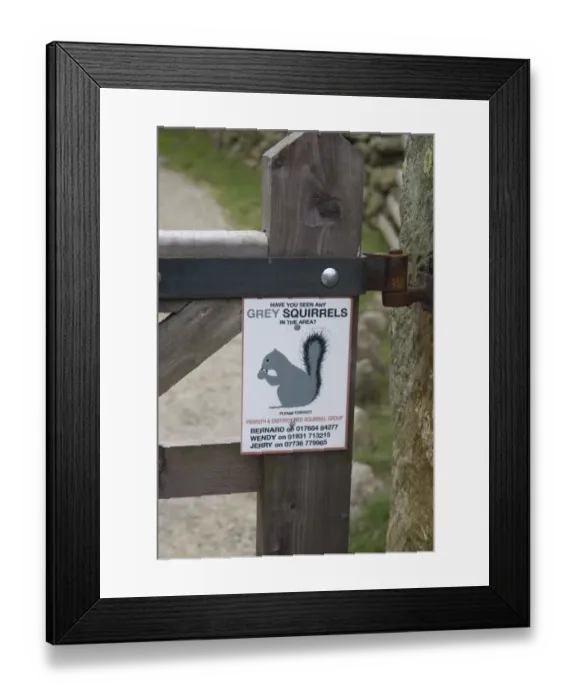 Framed Print : Eastern Grey Squirrel (Sciurus carolinensis) introduced species, Have you seen any Grey Squirrels in the area sign Framed Print : Eastern Grey Squirrel (Sciurus carolinensis) introduced species, Have you seen any Grey Squirrels in the area sign